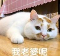 体验不一样的王者荣耀王者荣耀PC辅助，斗鱼鱼乐