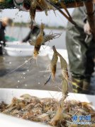 王者荣耀模拟器外挂浙江湖州：又是一年虾肥时