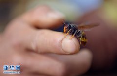王者荣耀模拟器外挂湖北恩施：养胡蜂的农民们